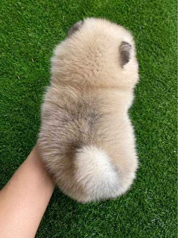 สุนัขพันธุ์ปอมเมเรเนี่ยน