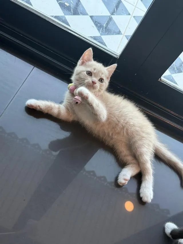 แมวบริติชผสมเปอร์เซีย