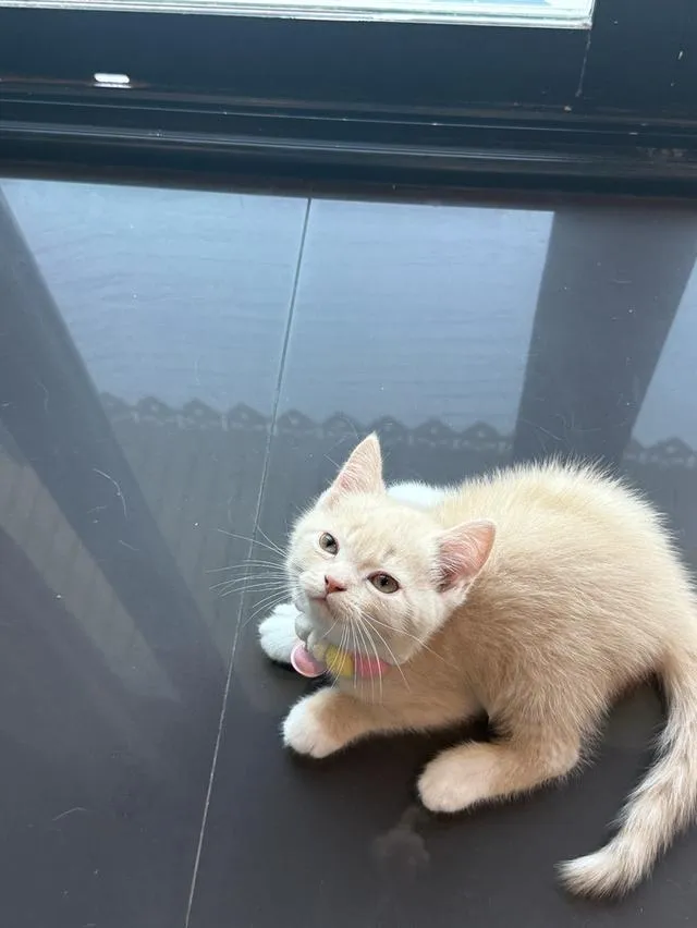 แมวบริติชผสมเปอร์เซีย