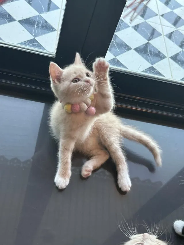 แมวบริติชผสมเปอร์เซีย