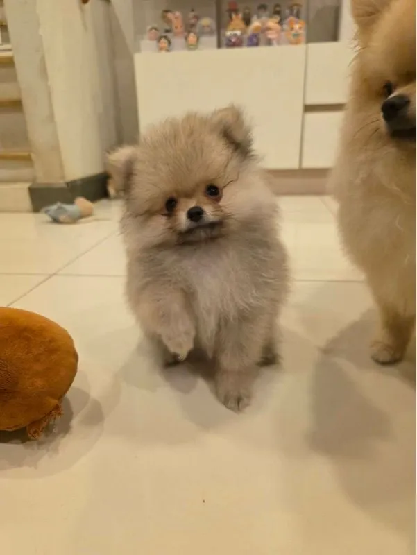 ปอมเพศผู้ (น้องเจเดน)
