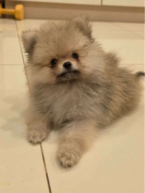 ปอมเพศผู้ (น้องเจเดน)