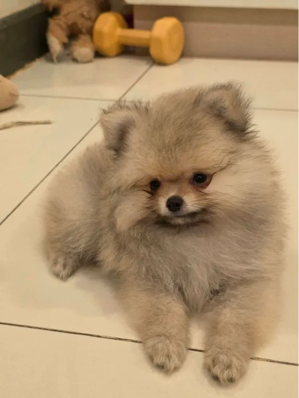 ปอมเพศผู้ (น้องเจเดน)