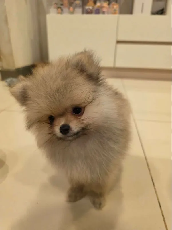 ปอมเพศผู้ (น้องเจเดน)