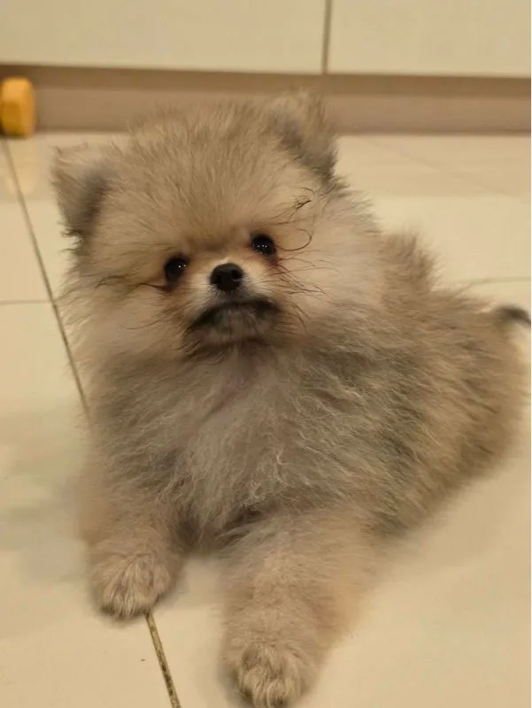 ปอมเพศผู้ (น้องเจเดน)