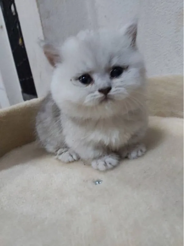 แมวขาสั่น