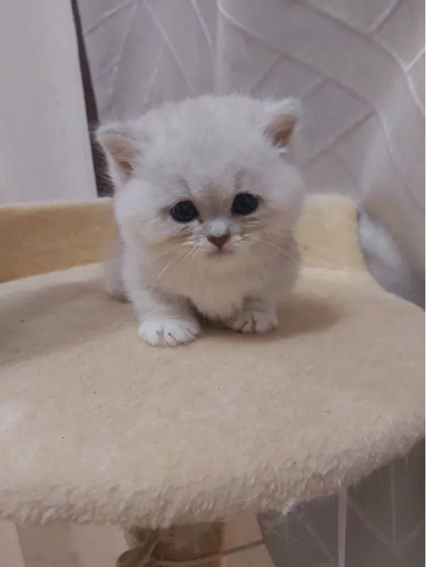 แมวขาสั่น