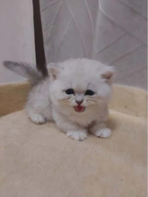 แมวขาสั่น