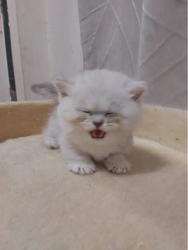 แมวขาสั่น