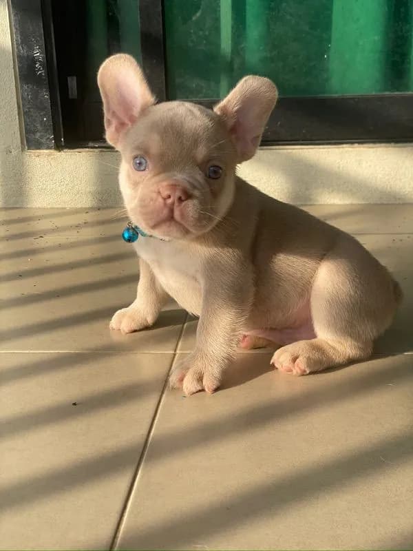 ลูกสุนัข