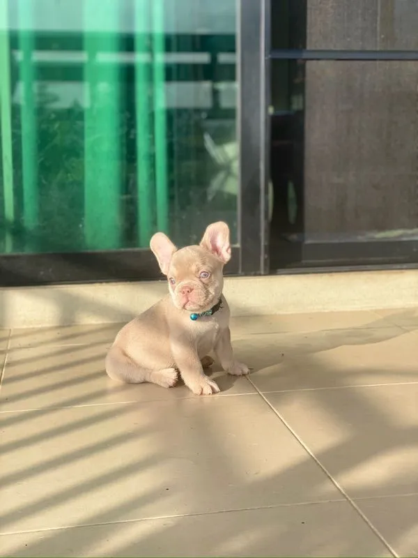 ลูกสุนัข