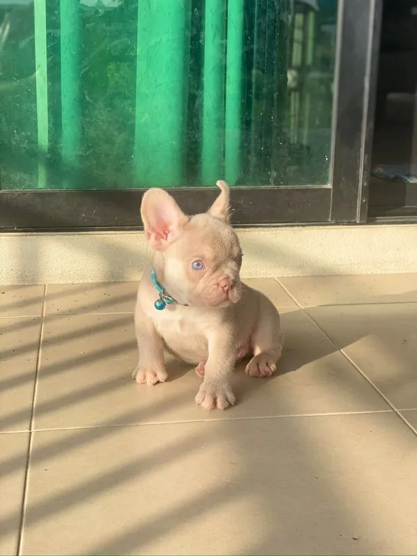 ลูกสุนัข