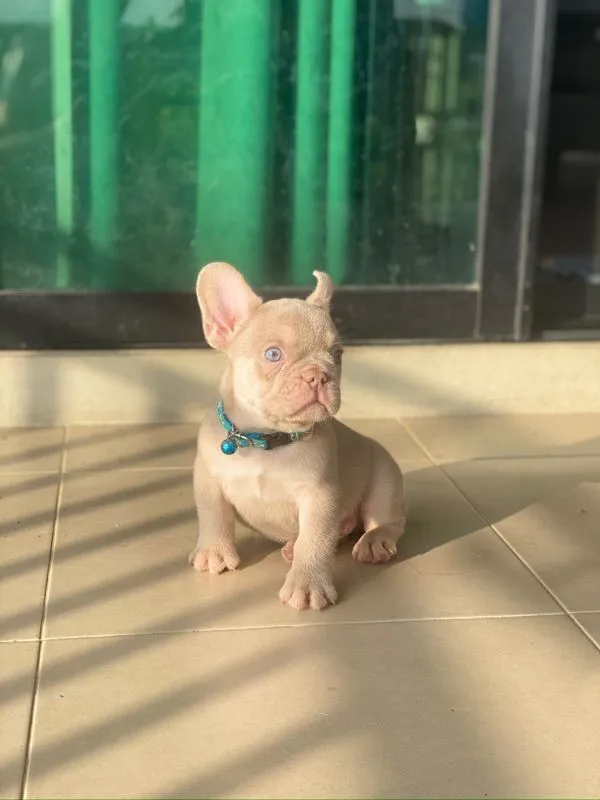 ลูกสุนัข