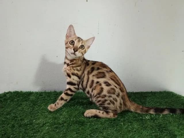 เบงกอลเพศเมีย