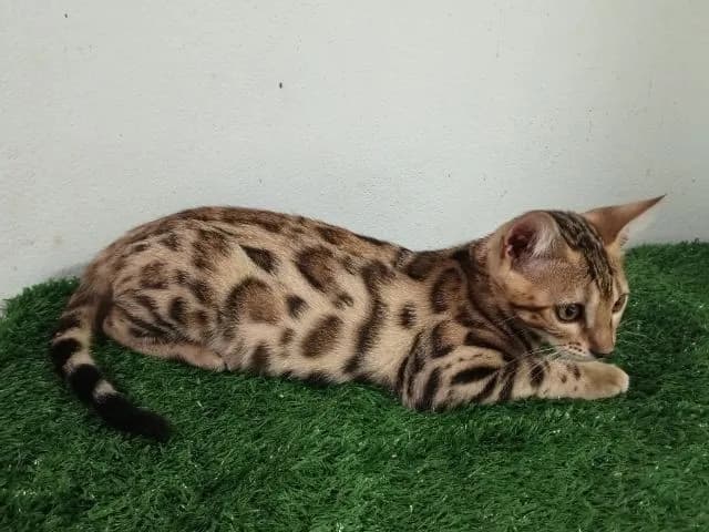 เบงกอลเพศเมีย