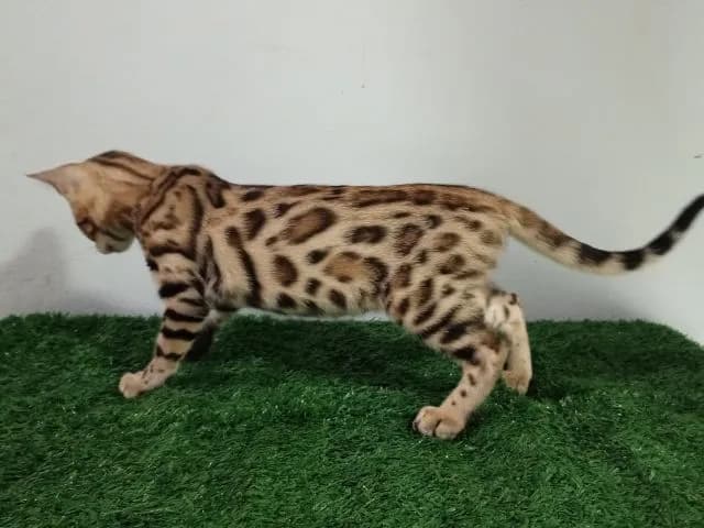 เบงกอลเพศเมีย