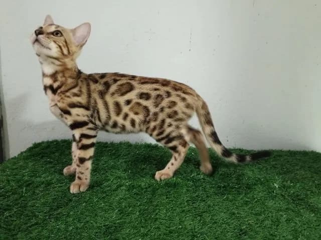 เบงกอลเพศเมีย