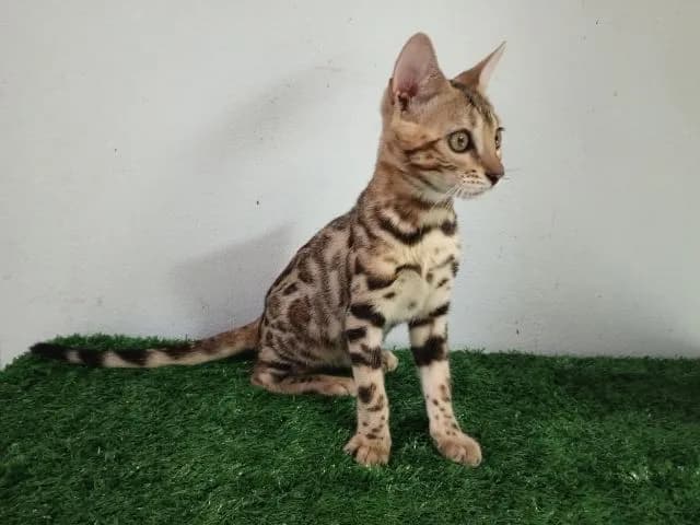 เบงกอลเพศเมีย