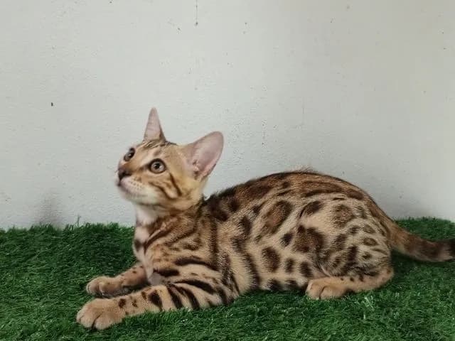 เบงกอลเพศเมีย