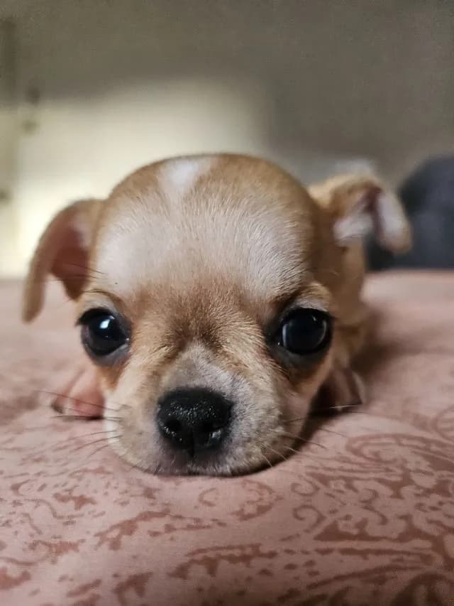 ลูกชิวาวาขนสั้น