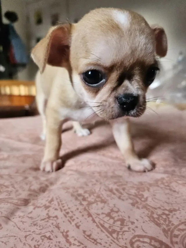 ลูกชิวาวาขนสั้น