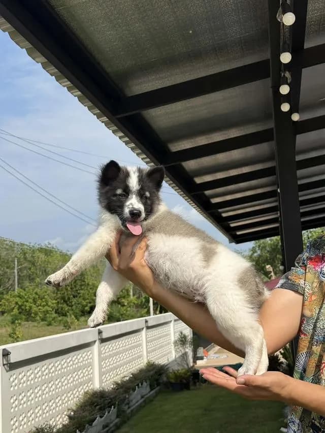 2 thai dogs bangkaew