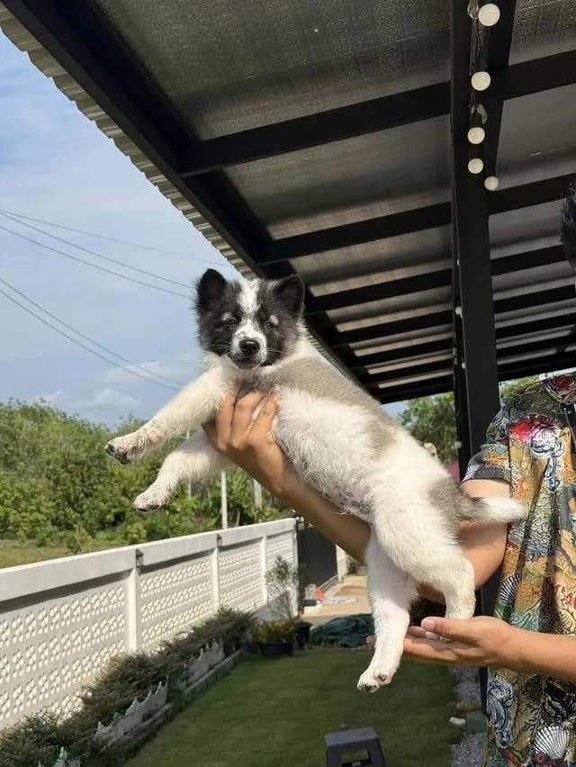 2 thai dogs bangkaew