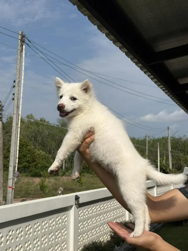 2 thai dogs bangkaew