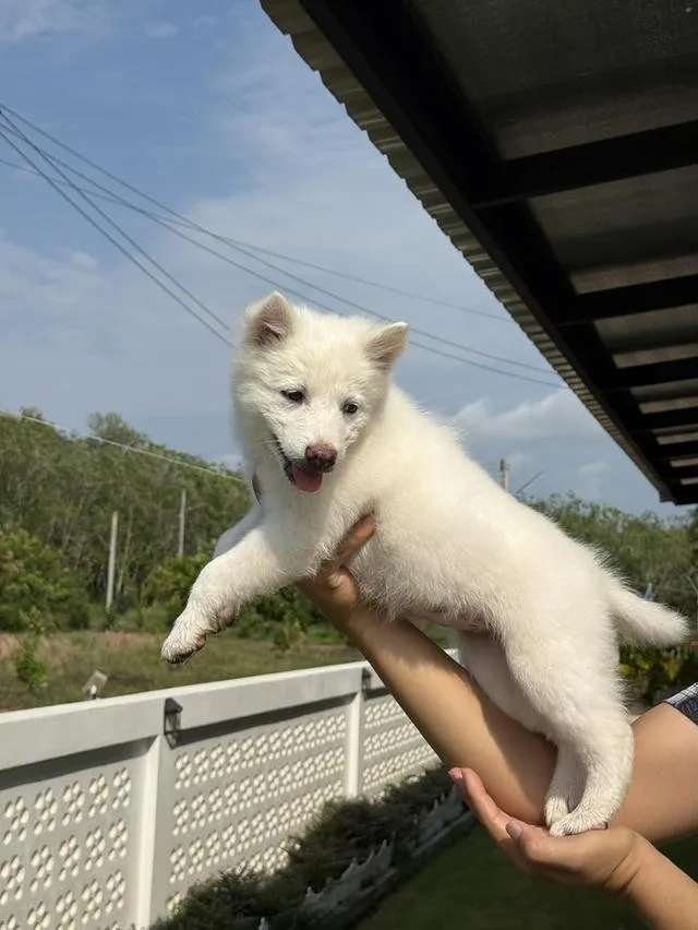 2 thai dogs bangkaew