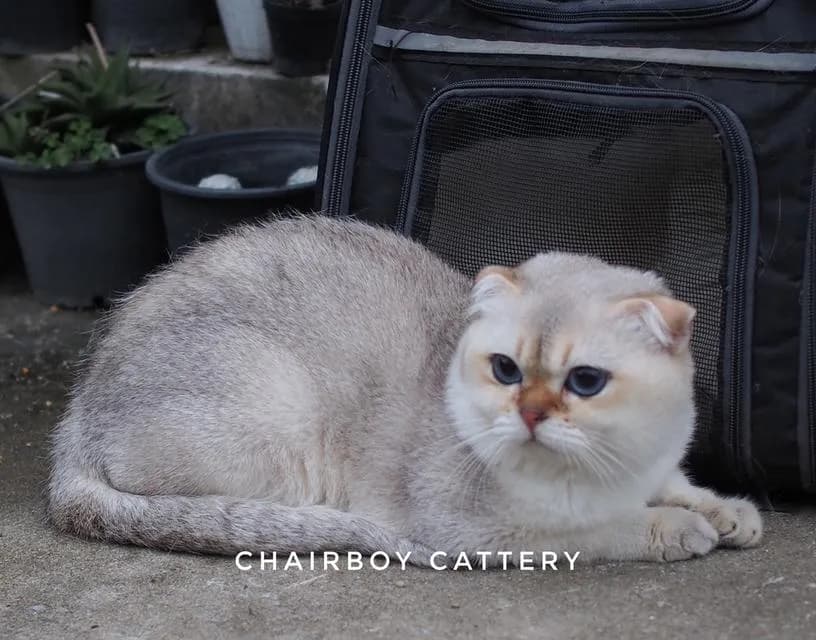 พ่อพันธุ์ Scottish fold
