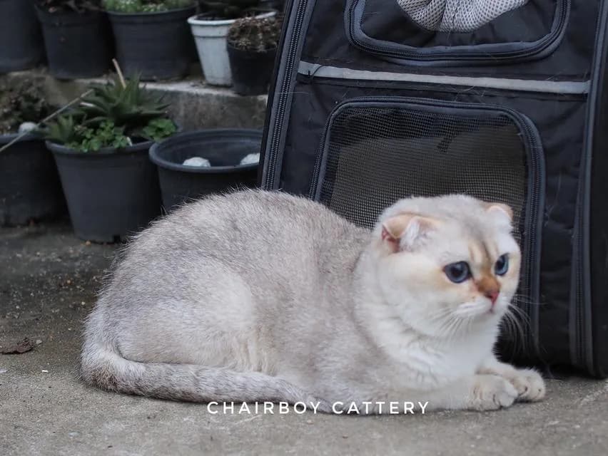 พ่อพันธุ์ Scottish fold