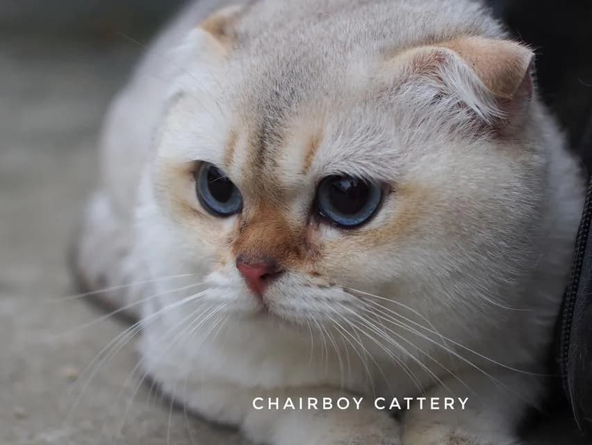 พ่อพันธุ์ Scottish fold