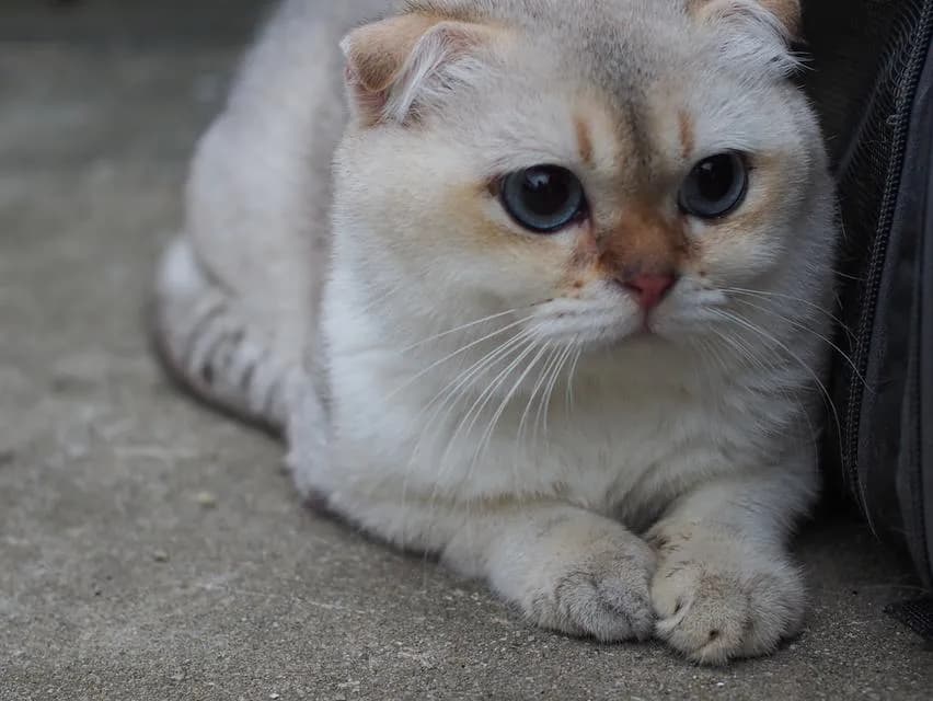 พ่อพันธุ์ Scottish fold