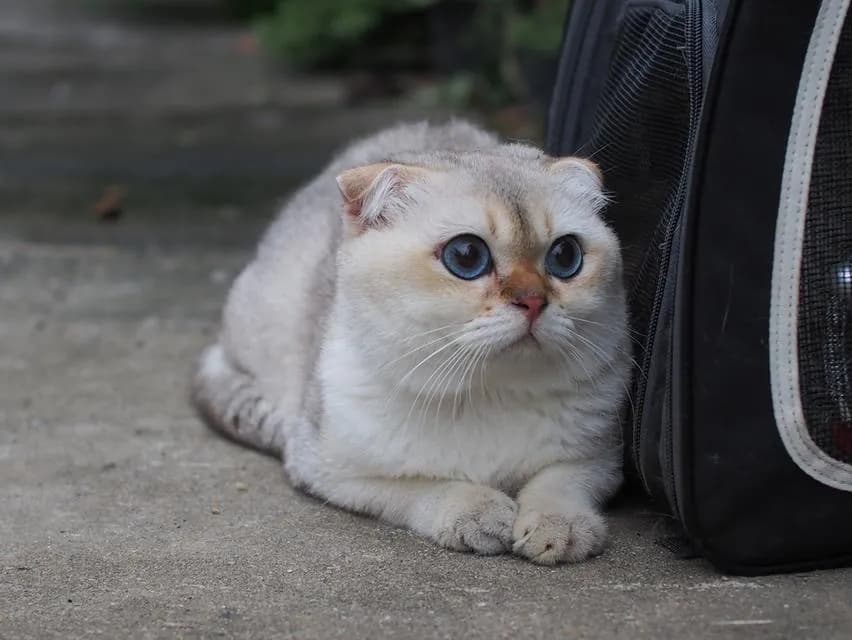 พ่อพันธุ์ Scottish fold