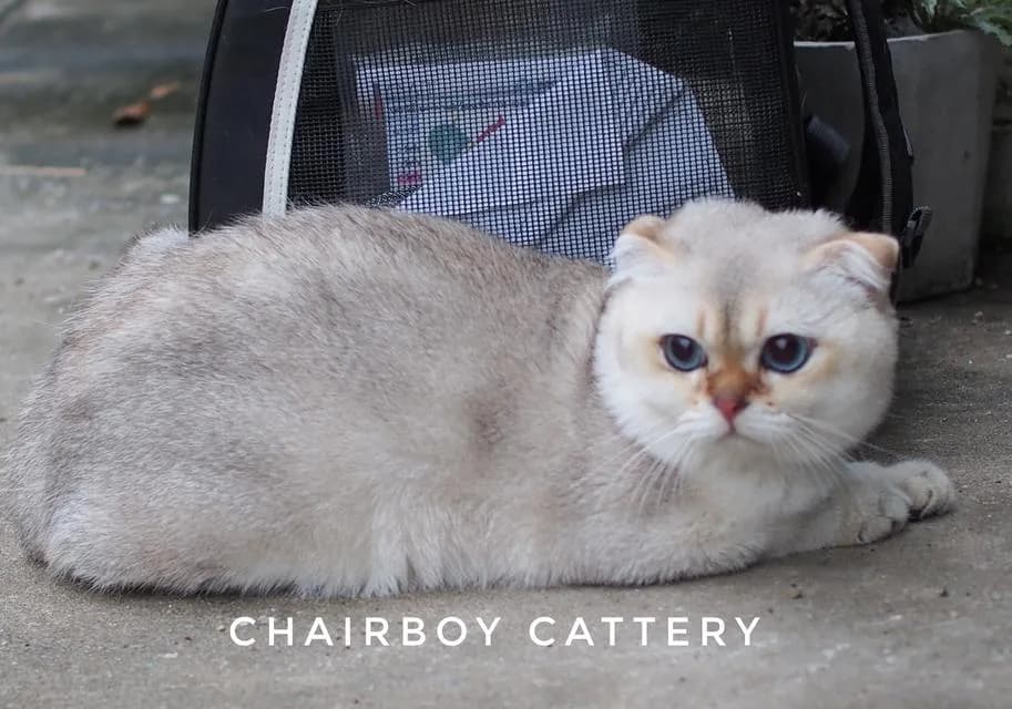 พ่อพันธุ์ Scottish fold