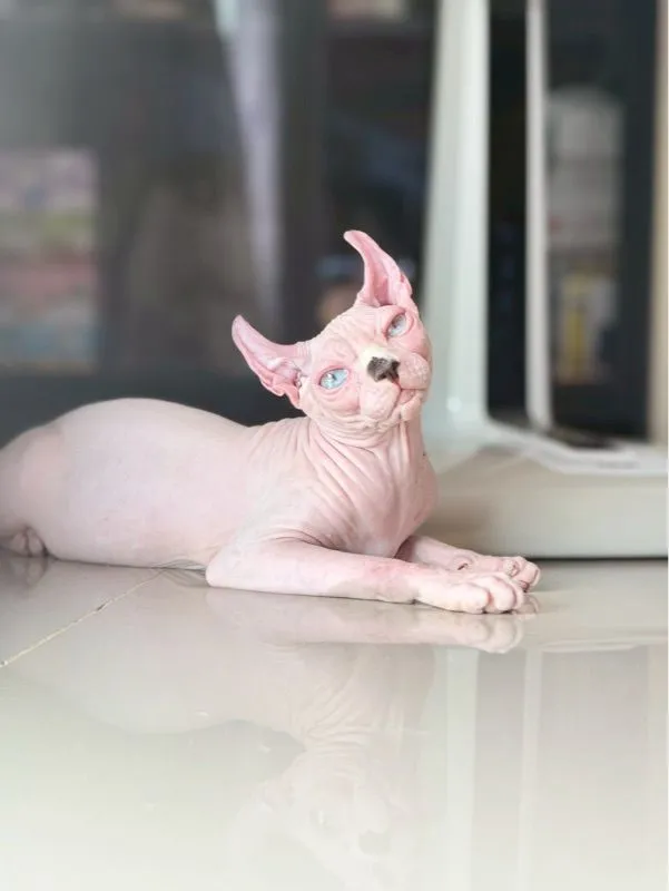 แมว สฟิงซ์