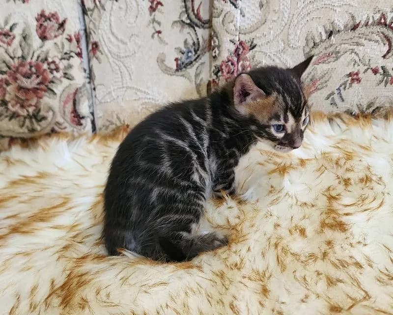 แมว สายพันธุ์ Bengal
