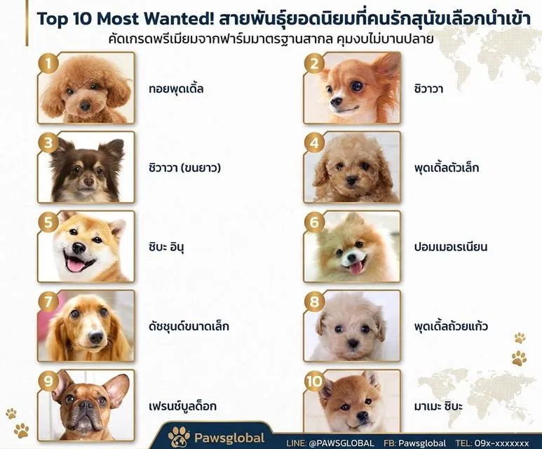 บริการจัดหาและนำเข้าสุนัขเกรดพรีเมียมทุกสายพันธุ์ โดย Pawsglobal ✈️