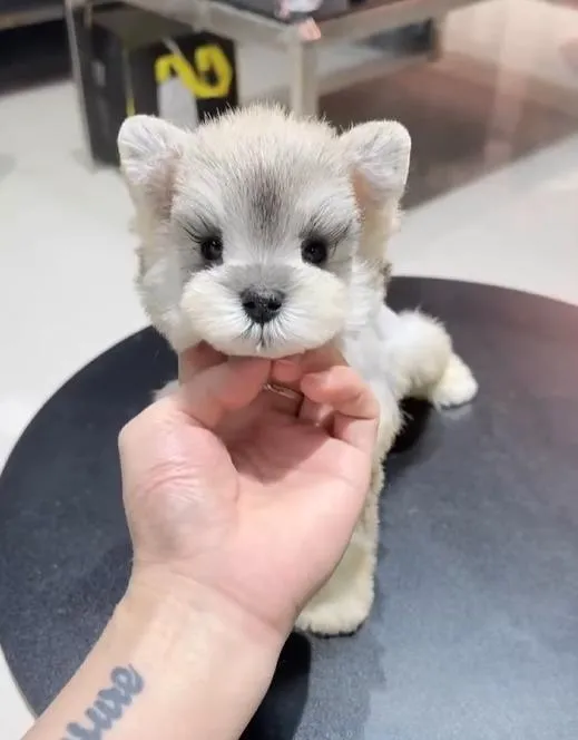 บริการจัดหาและนำเข้าสุนัขเกรดพรีเมียมทุกสายพันธุ์ โดย Pawsglobal ✈️