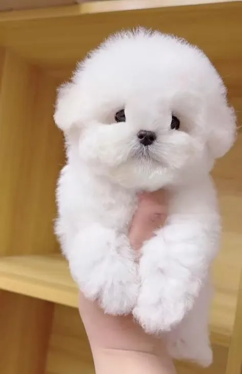 บริการจัดหาและนำเข้าสุนัขเกรดพรีเมียมทุกสายพันธุ์ โดย Pawsglobal ✈️