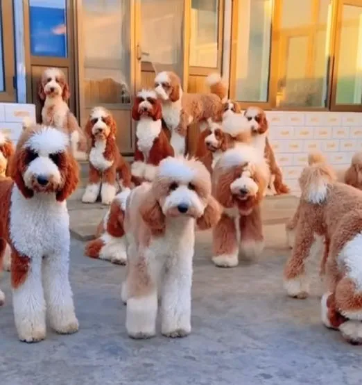 บริการจัดหาและนำเข้าสุนัขเกรดพรีเมียมทุกสายพันธุ์ โดย Pawsglobal ✈️