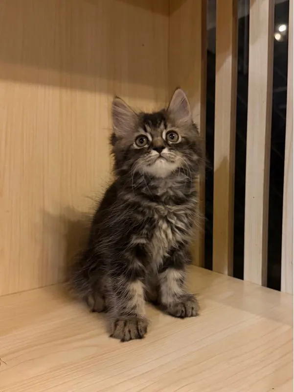 แมวเปอเซีย