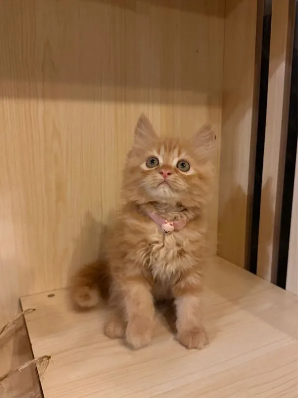 แมวเปอเซีย