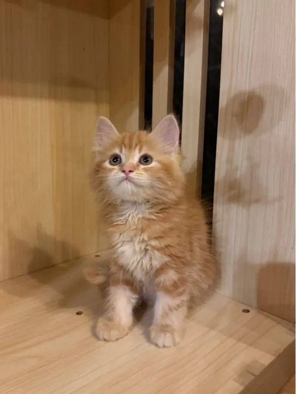 แมวเปอเซีย
