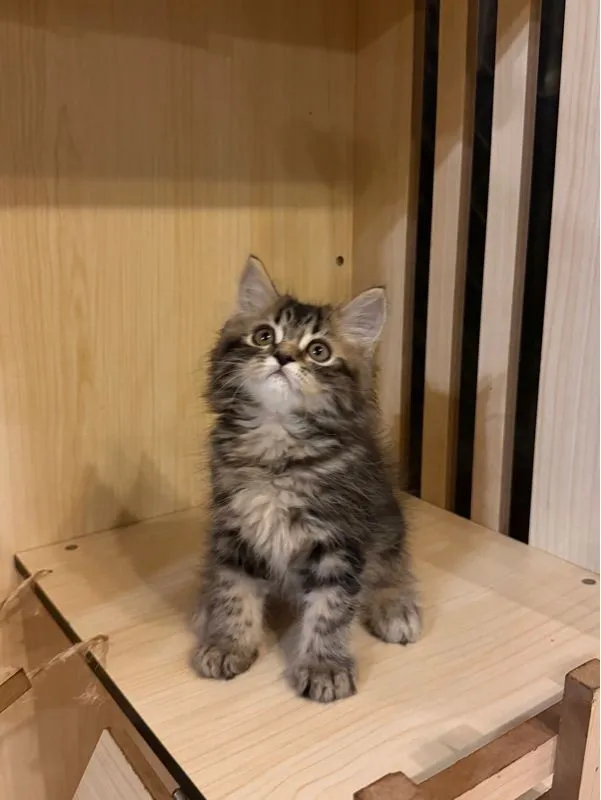 แมวเปอเซีย
