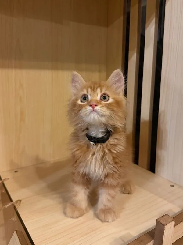 แมวเปอเซีย
