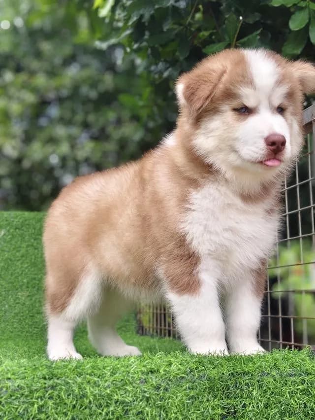 ไซบีเรียนวูลลี่โค้ด ขนยาวสีน้ำตาลคอปเปอร์