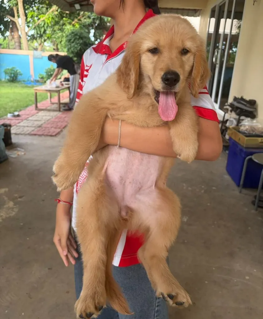 🐶 ลูกโกลเด้นรีทรีฟเวอร์ เพศเมีย อายุ 2 เดือน เจ้าของเลี้ยงเอง พร้อมย้ายบ้าน