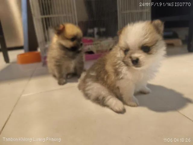 ลูกปอมชิ