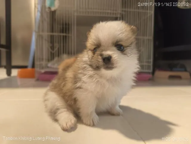 ลูกปอมชิ